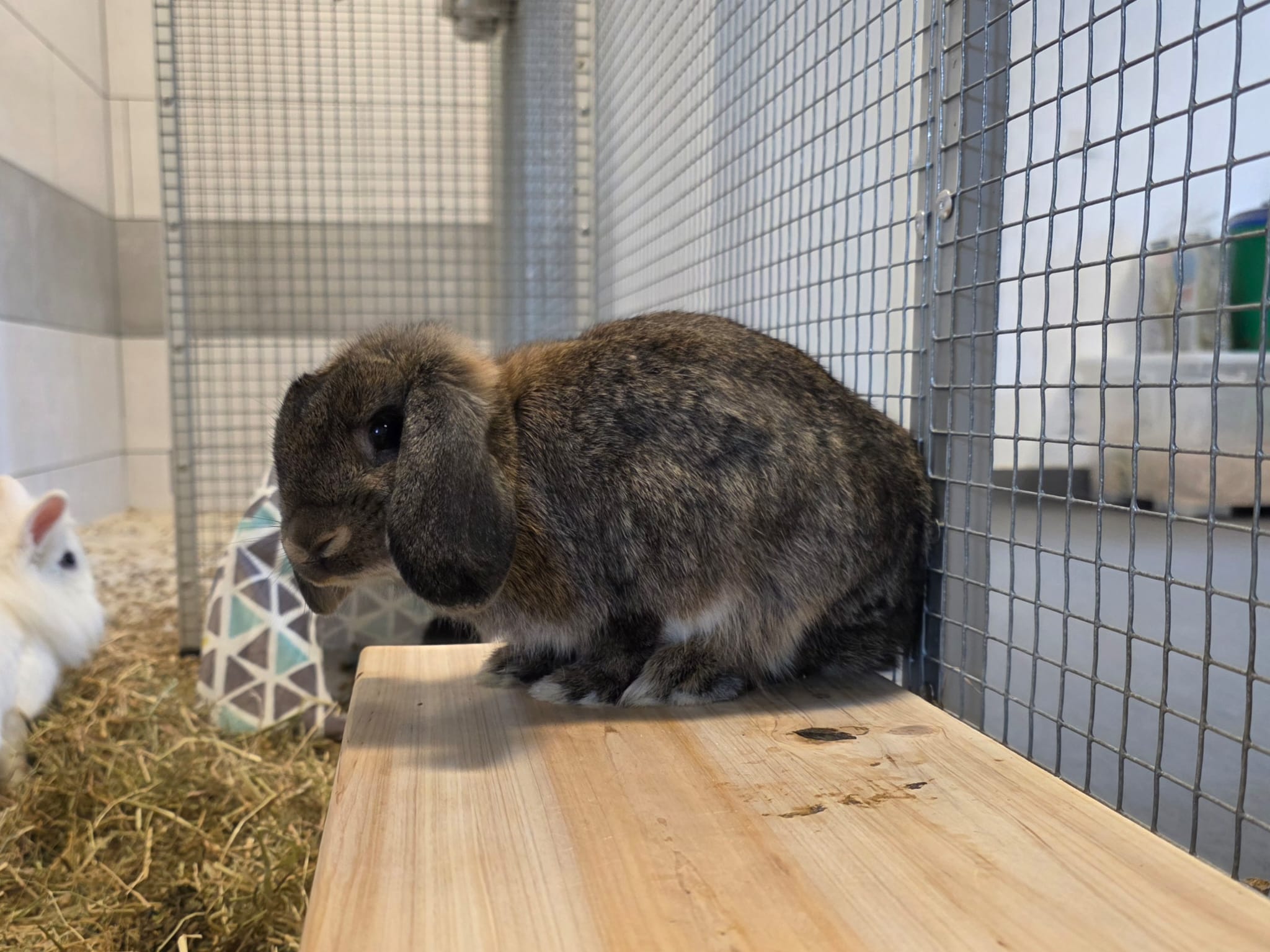 WhatsApp Image 2026-04-05 at 14.49.56 (3).jpeg